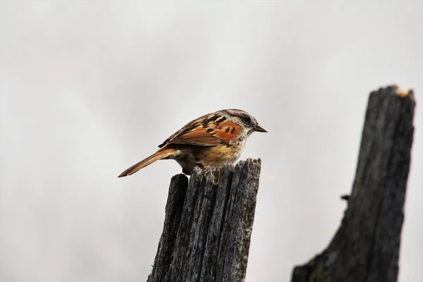 Swamp sparrow on a fence — Stock Photo, Image