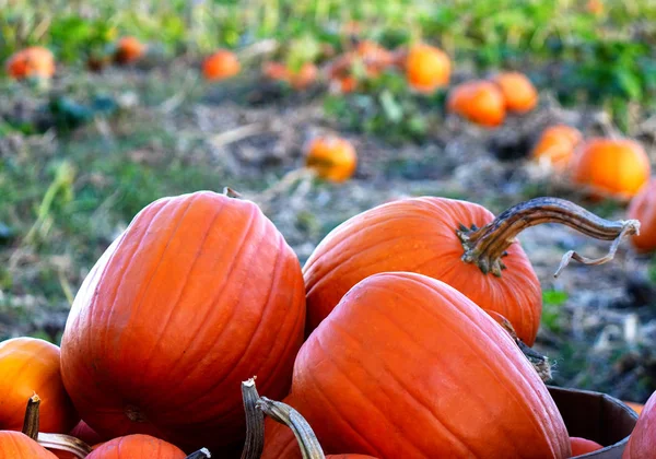 Bir alandaki üç kabak Close-Up
