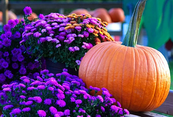 Mor çiçekler ve kabak