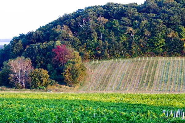 Oka bir bağ ülke alanında