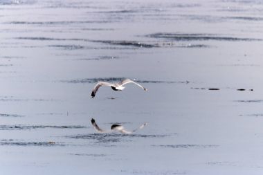 Bir martı uçan düşük üzerinde yansıtılmış tarihlerde Gölü, su üzerinde mükemmel yansıma yapma.