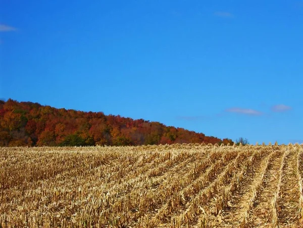 Rij van maïs geoogst in het najaar op een mooie zonnige dag met blauwe lucht en de bladeren allemaal gekleurde met Fall kleuren. — Stockfoto
