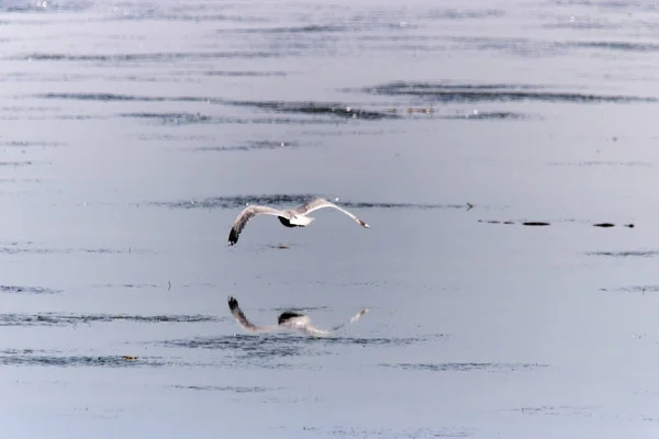 A seagull flying low over a mirrored like lake, making the perfect reflection on the water. — Stock Photo, Image