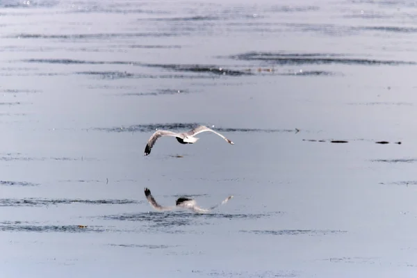 Un gabbiano che vola basso sopra uno specchio come il lago, rendendo il riflesso perfetto sull'acqua . — Foto Stock