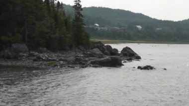 Quebec 'teki Bic Ulusal Parkı' nda rüzgarlı ve bulutlu bir gün, ağaçları hareket ettiriyor ve bazı küçük dalgalar kayalara çarpıyor..