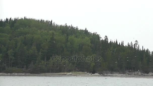 Flock av Måsen flyger över bukten medan människor går på en sträcka av jorden i Parc du Bic, Quebec. — Stockvideo