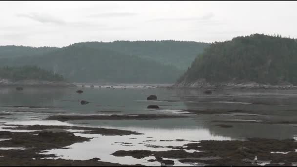 Lugnt vatten med en liten rörelse som högvatten går långsamt på en grumlig och dimmig dag i Bic National Park medan en fiskmås flyger av. — Stockvideo
