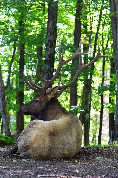 Male buck laying in the shade surrounded by the forest