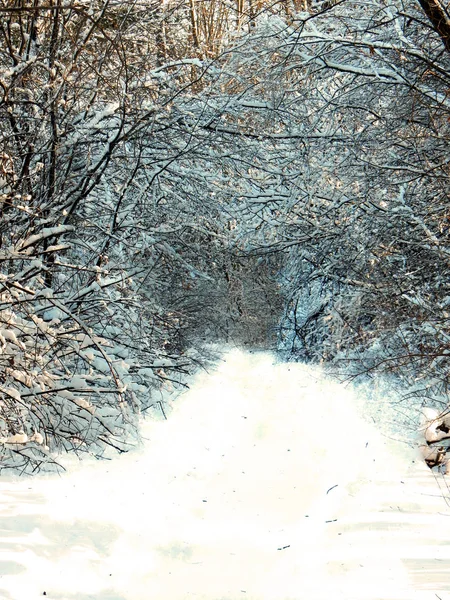 Weg Schneebedeckten Wald — Stockfoto