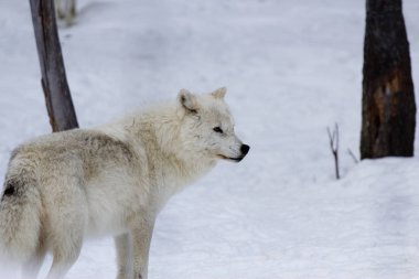 Karda duran kutup kurdu