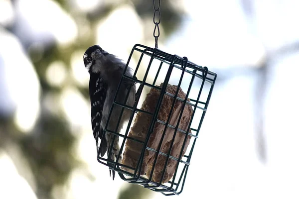 Woodpecker Bird Alimentador — Fotografia de Stock