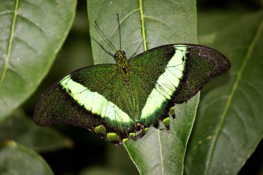 Bir yaprak şeritli tavus kelebeği