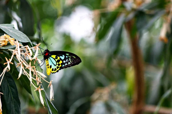 Cairns Andwing Butterfly Uma Folha — Fotografia de Stock