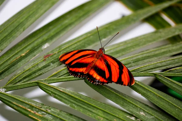 Farfalla Arancione Fasciata Prigioniera Una Foglia — Foto Stock