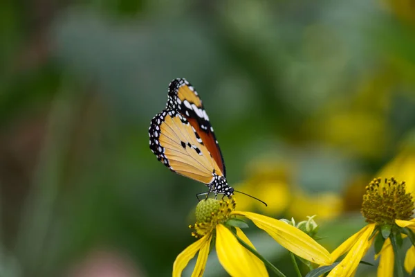 Monarca Africano Borboleta Flor Amarela — Fotografia de Stock
