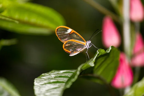 Κόστα Ρίκα Clearwing Πεταλούδα — Φωτογραφία Αρχείου