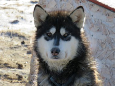 Bir Nunavik kızak köpeğinin yakın yüzü, gerçek bir Husky.