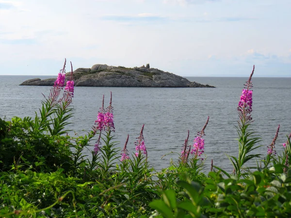 Pembe çiçekli bir su manzarası ve küçük bir ada