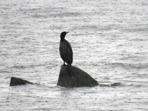 Un cormoran au sommet d'un rocher dans le fleuve Saint-Laurent sous — Photo