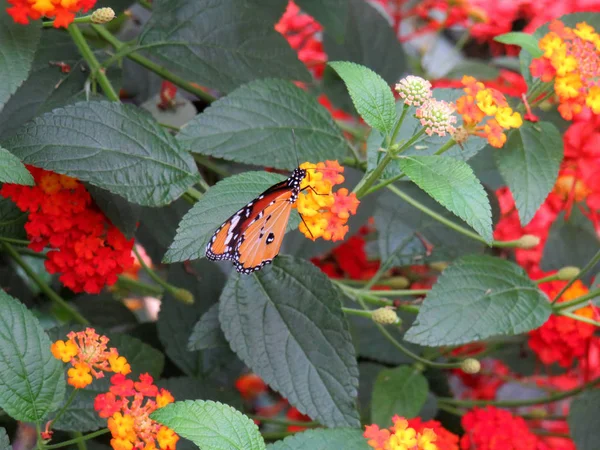 Monarca Africano Danaus Chrysippus Farfalla Fiore Giallo — Foto Stock