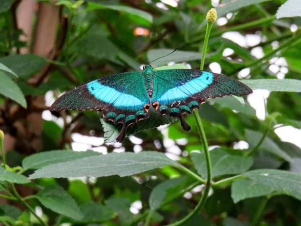 Πεταλούδα Παγώνι Papilio Palinurus Πράσινο Φύλλο — Φωτογραφία Αρχείου