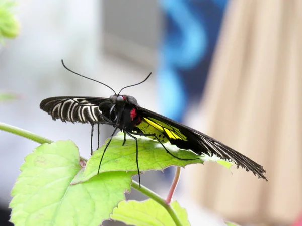 Birdwin-Troides plateni borboleta em uma folha verde — Fotografia de Stock