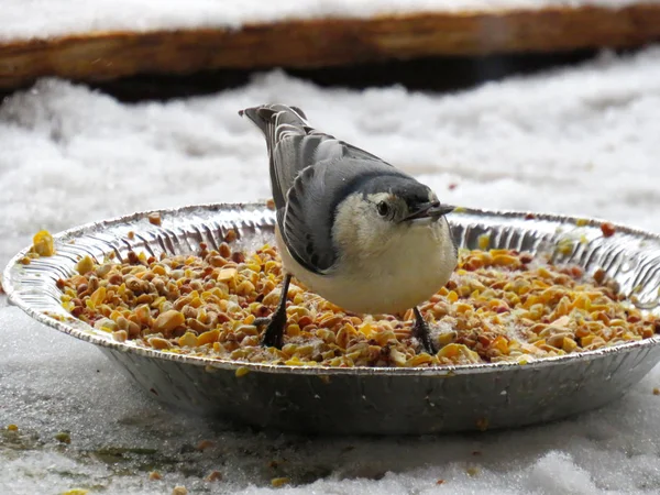 Fermer Oiseau de Sittelle dans une assiette pleine de graines d'oiseaux — Photo