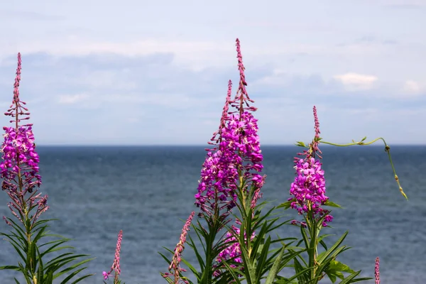 Bir Nunavik kızak köpeğinin yakın yüzü, gerçek bir Husky.