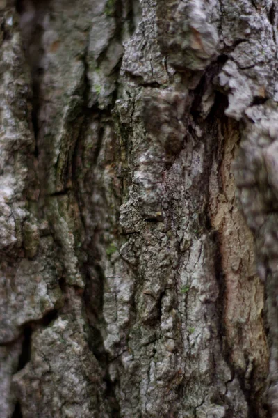 Close Tree Bark — Stock Photo, Image