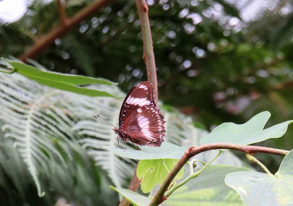 Danaid eggfly-Hypolimnas misippus on a green leaf — 스톡 사진