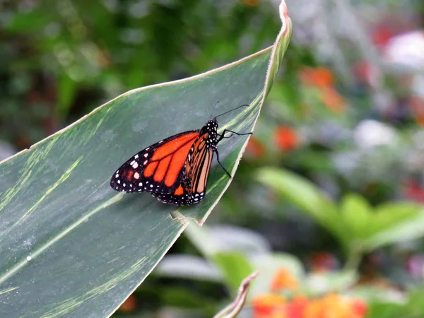 Monarch-Danaus plexippus em uma folha verde — Fotografia de Stock