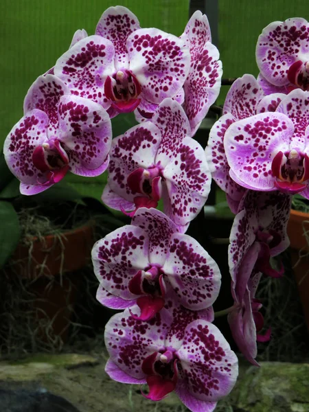 Lila Orchideák Világos Színekkel Fehér — Stock Fotó