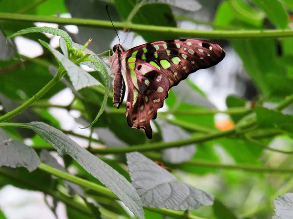 Tailed jay -Graphium agamemnon butterfly on a green leaf — 스톡 사진