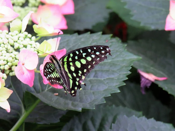 Tailed Jay Graphium Agamemnon Butterly Pink Flower — 스톡 사진