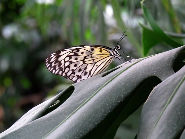 Rice Paper Butterfly Idea Leuconoe Green Leaf — 스톡 사진