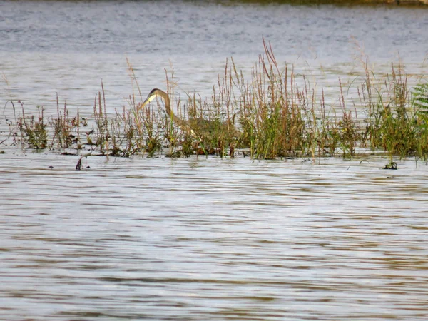 Grand Héron caché dans l'herbe haute du lac en attente d'attraper un f — Photo