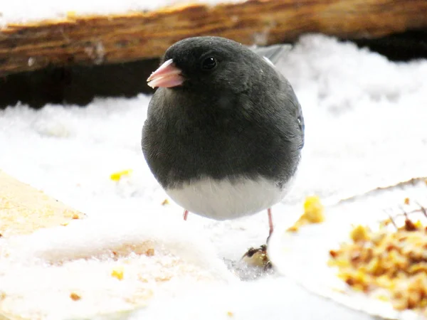 Junco Olhos Escuros Inverno Comendo Sementes Aves — Fotografia de Stock