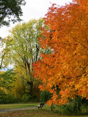 tree in autumn with light green and orange leaves