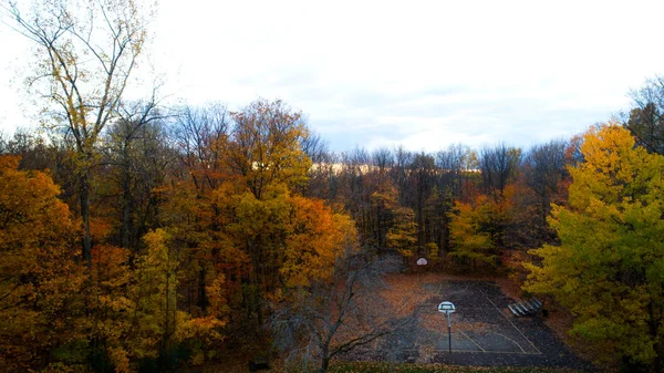 Aerial View Forest Colors Autumn — 스톡 사진