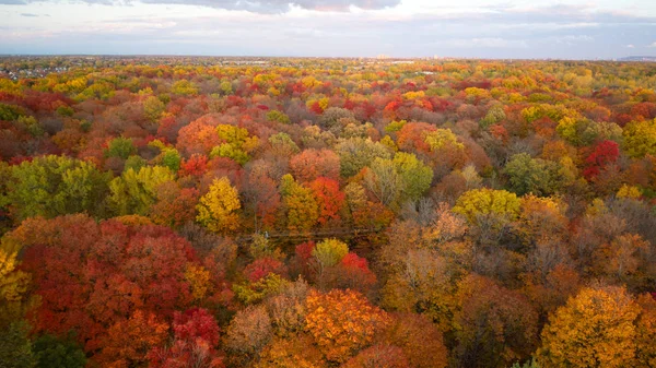 Aerial View Colorful Autumn Leaves Cloudy Sky — 스톡 사진