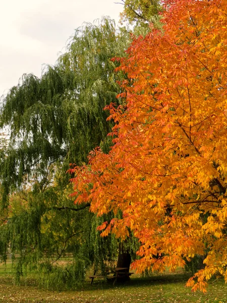 Ψηλά Δέντρα Φθινόπωρο Πορτοκαλί Και Πράσινα Φύλλα — Φωτογραφία Αρχείου
