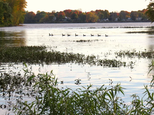 Eenden Het Meer Omringd Door Kleurrijke Bomen Herfst — Stockfoto