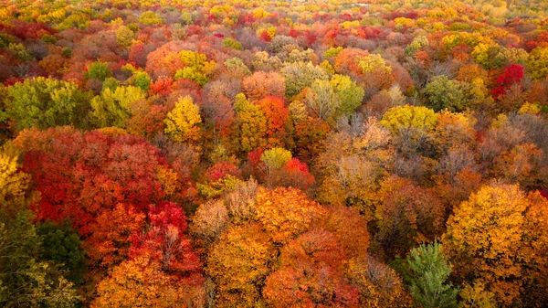 Αεροφωτογραφία Του Δάσους Πολύχρωμα Φθινοπωρινά Φύλλα — Φωτογραφία Αρχείου