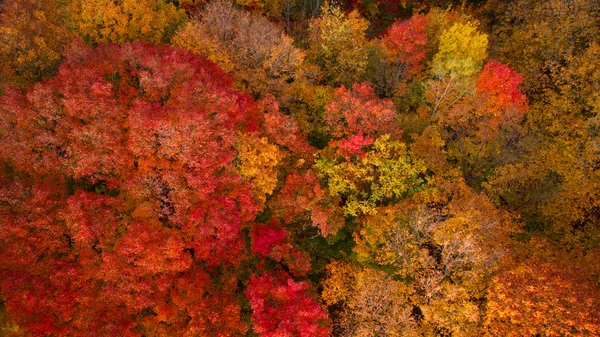 Αεροφωτογραφία Από Ψηλά Ένα Δάσος Χρώματα Του Φθινοπώρου — Φωτογραφία Αρχείου