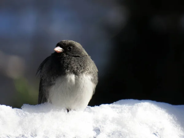 Close Junco Neve — Fotografia de Stock