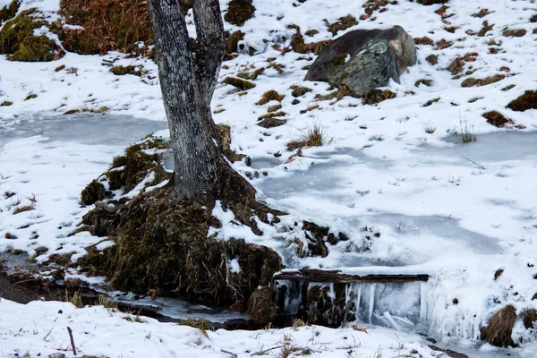 Baum Schnee Der Nähe Eines Gefrorenen Baches — Stockfoto
