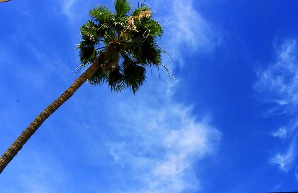 Palm Och Sky — Stockfoto