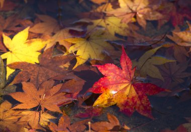 Japonya'da sonbahar yaprakları