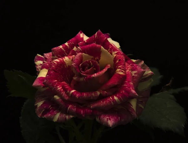 Una rosa negra — Foto de Stock