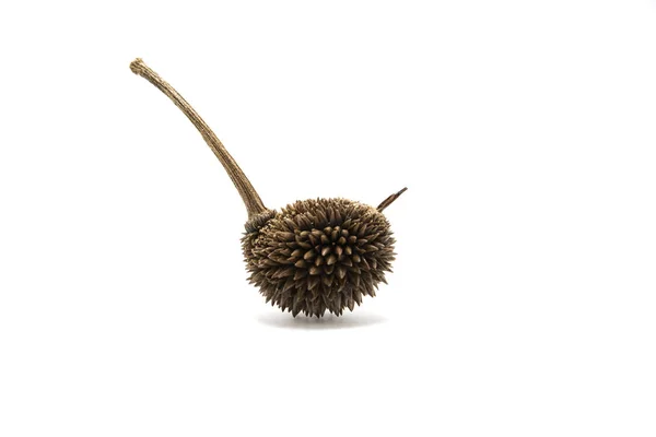 Ένα μικρό durian από την Ταϊλάνδη — Φωτογραφία Αρχείου